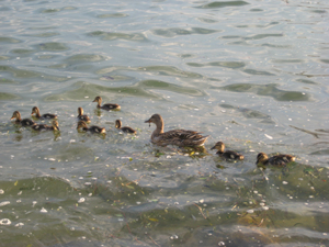 A family of ducks, swimming out of order.